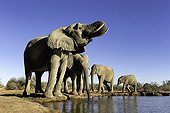 Elephants drinking at a waterhole - Botswana