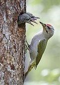 Female Grey-headed woodpecker and chicks at nest - Finland