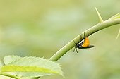 Large Rose Sawfly laying eggs on Rosae - Denmark