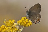 Blue-spot Hairstreak on flowers - Greece