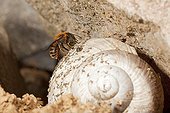 Gold-fringed Mason Bee building its nest in snail shell  ; Mason Bee carrying a ball serving as cement plant to separate cells within the shell.