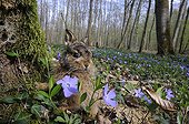 Young Brown Hare and Pervenches undergrowth - France