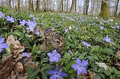 Young Brown Hare and Pervenches undergrowth - France