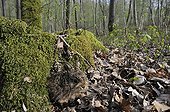 Young Brown Hare and moss undergrowth - France