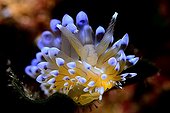 Sea Slug in reef - Mediterranean Spain 
