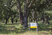 Cork oak forest - Plaine des Maures Provence France 