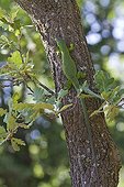 Green lizard on Cork Oak - Massif des Maures France