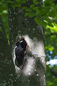 Female Black Woodpecker at nest in forest - Lorraine France