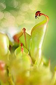 Sevenspotted Lady Beetle on carnivorous plant Heliamphora ; Urn with nectar gland<br>Heliamphora nutans x heterodoxa 