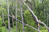 Proboscis Monkey in forest - Labuk Bay Sabah Borneo Malaysia
