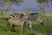 Burchell's zebra and her foal at Nakuru NP - Kenya