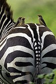 Red-billed oxpeckers on Burchell's zebra - Nakuru NP - Kenya