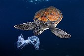 Green sea turtle trying to eat a plastic bag. It looks like a jellyfish. Shot made between 3 and 4 metres deep.