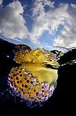 Medusa under the surface of water - Balearic islands
