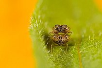 Lace bug mating on a leaf