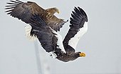 Steller's sea Eagle and White-tailed sea Eagle in flight 