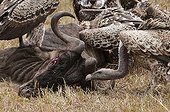 Vultures feeding on wildebeest carcass - Masai Mara Kenya 