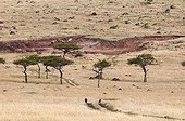 Savannah landscape - Masai Mara Kenya