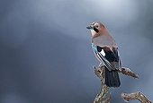 Eurasian Jay on a branch - Norway