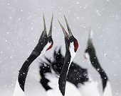 Red-crowned Cranes displaying under the snow, Hokkaido, Japan