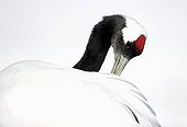 Portrait of Red-crowned Crane grooming - Hokkaido Japan