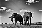 Elephants on the banks of the Chobe River - Botswana