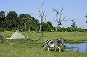 Burchell's zebra at the watering - Botswana 
