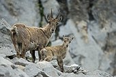 Alpine Ibex female and young - Alps Valais Switzerland ; Yearling