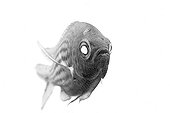 Damselfish on white background inspiration Gyotaku  ; It is inspired in GYOTAKU. This is traditional method of Japanese fish printing, dating from the mid-1800s. It was used by fishermen to record their catches, but has also become an art form on its own. I've tried to apply it in photography. I think It’s a beautiful relation about underwater photo, the sea, art and fisherman history. 