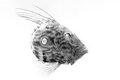 John Dory on white background inspiration Gyotaku  ; It is inspired in GYOTAKU. This is traditional method of Japanese fish printing, dating from the mid-1800s. It was used by fishermen to record their catches, but has also become an art form on its own. I've tried to apply it in photography. I think It’s a beautiful relation about underwater photo, the sea, art and fisherman history. 