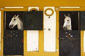 Mares in their stable - Feria del Caballo Andalusia Spain