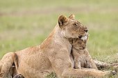Lioness and cub lying in the grass - Masai Mara Kenya