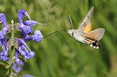 Olive Bee Hawk moth in flight - Vosges Northern France