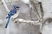 Blue Jay on a branch in the snow - Quebec Canada