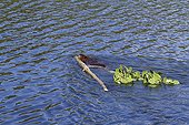 Castor pulling the branches in water - Quebec Canada
