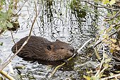 Beaver gnawing a branch in water - Quebec Canada