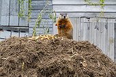 Woodchuck eating on a compost  - Quebec Canada 