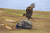 Striated Caracara the photographer's packsack - Falkland Islands