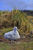 Young Giant petrel at nest - Falkland Islands