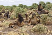 South American Sea lions and Tussock Grass - Falkland island