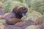 South American Sea lions and Tussock Grass - Falkland island