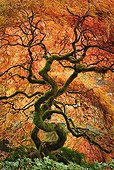 Laceleaf maple in Japanese Garden-Bloedel Reserve Washington