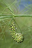 Swallowtail caterpillar on bitter Fennel - Fribourg Switzerland