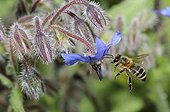 Honeybee flying on flowers Borage - Northern Vosges France