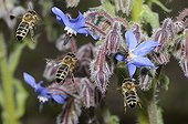 Honeybees flying on flowers Borage - Northern Vosges France