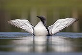 Black-throated Diver flapping wings in summer - Finland