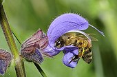 Honeybee on Meadow Clary - Northern Vosges