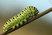 Swallowtail caterpillar on rod Parsnips. The region of Entre-deux-Mers, Aquitaine France