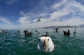 Wandering Albatross on water - Kaikoura New Zealand