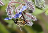 Leafcutting bee on Crop honesty flower - Northern Vosges